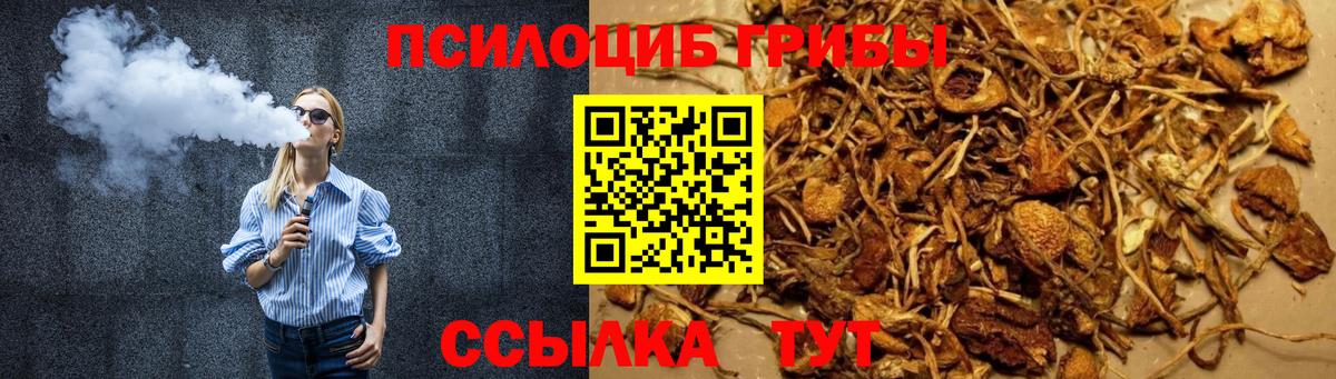 Псилоцибиновые грибы Psilocybe Кубинка